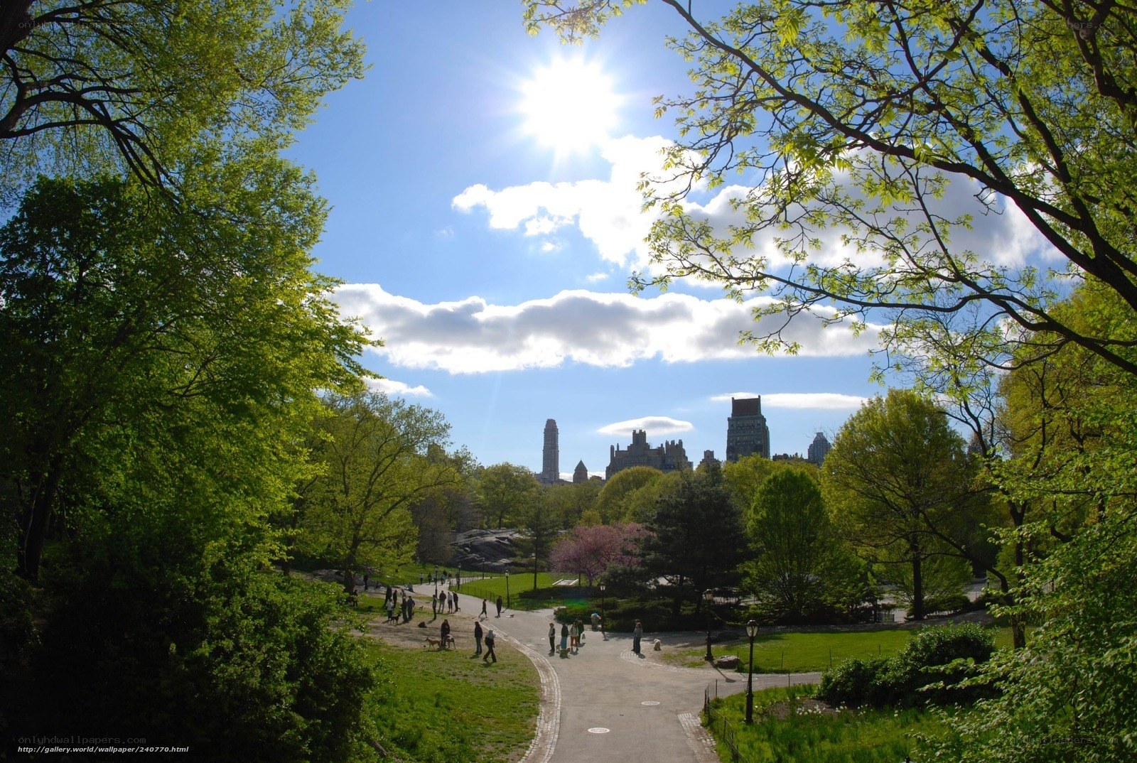 Central Park on a sunny day
