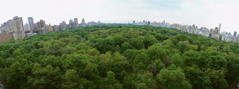 Central Park Skyline — Green, Serene, Afternoon, Photograph