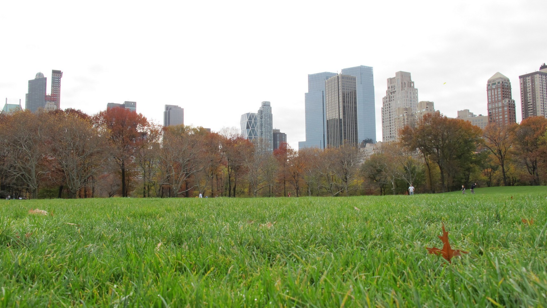 Central Park with city skyline