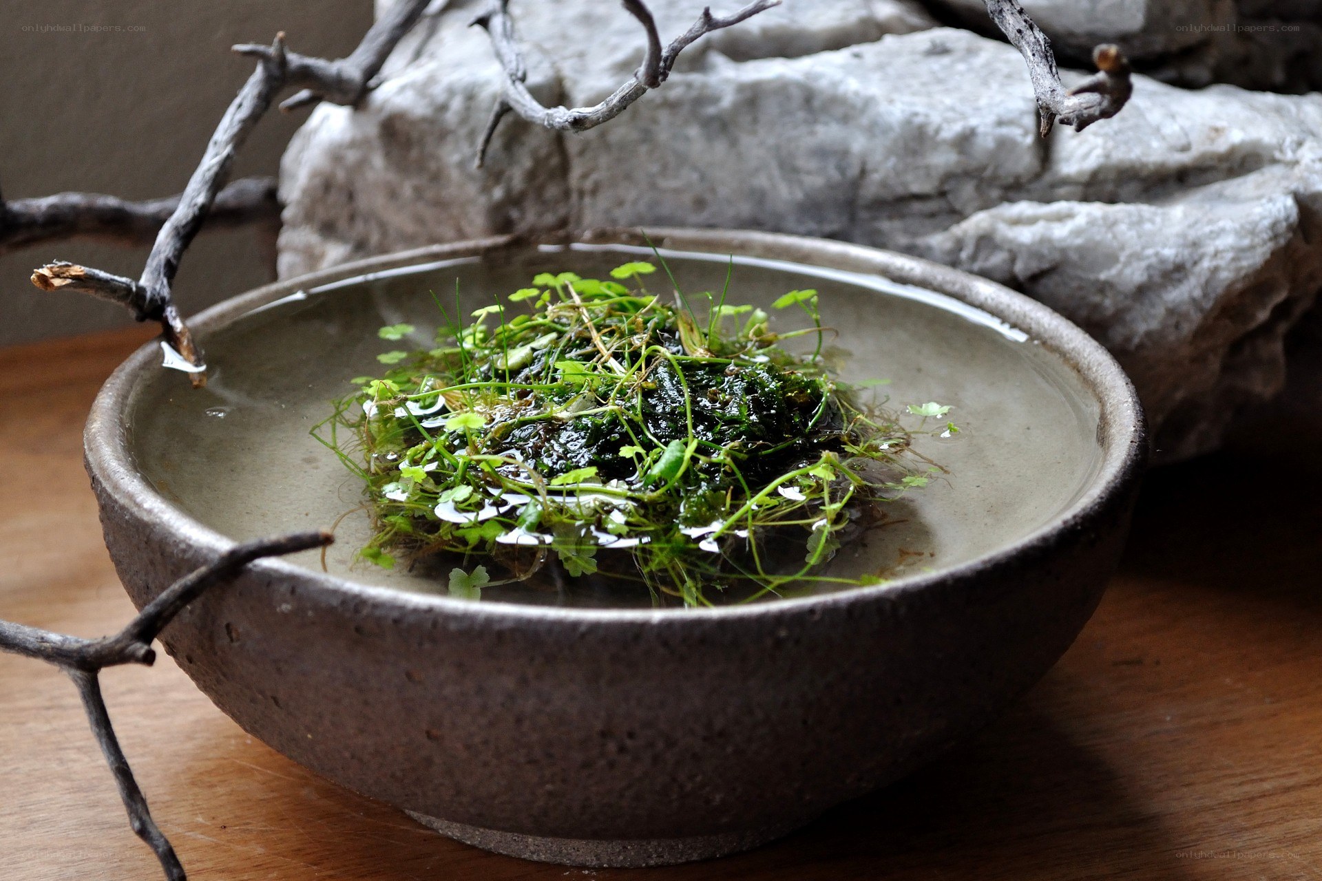 ceramic bowl with floating plants