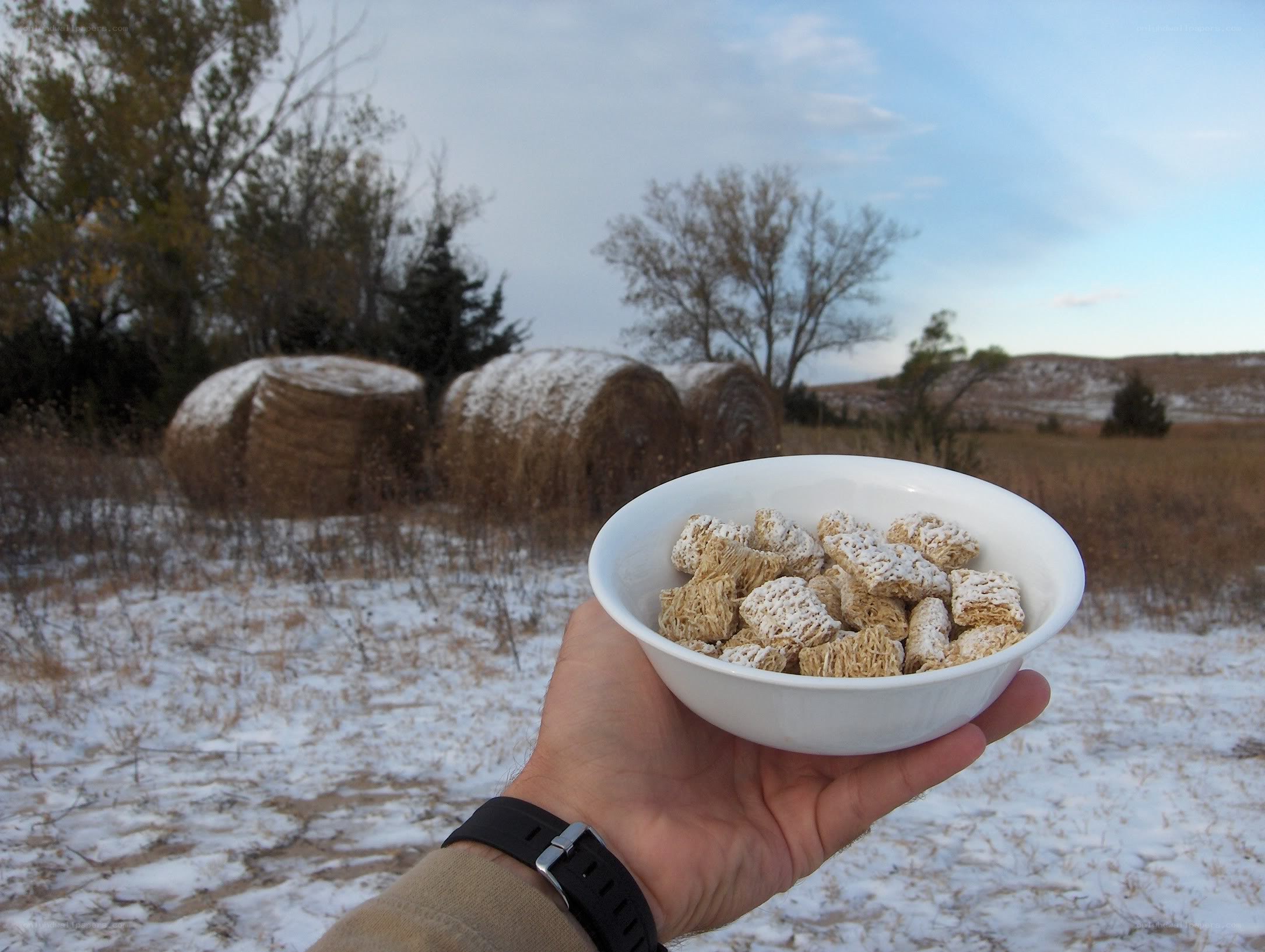Cereal in snowy field