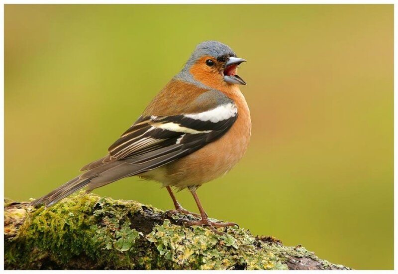 Chaffinch Bird on Branch
