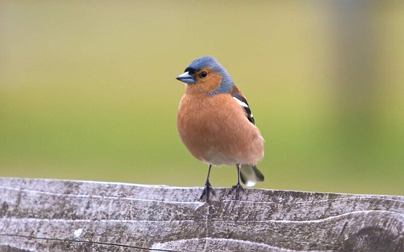 Chaffinch Bird on Wood