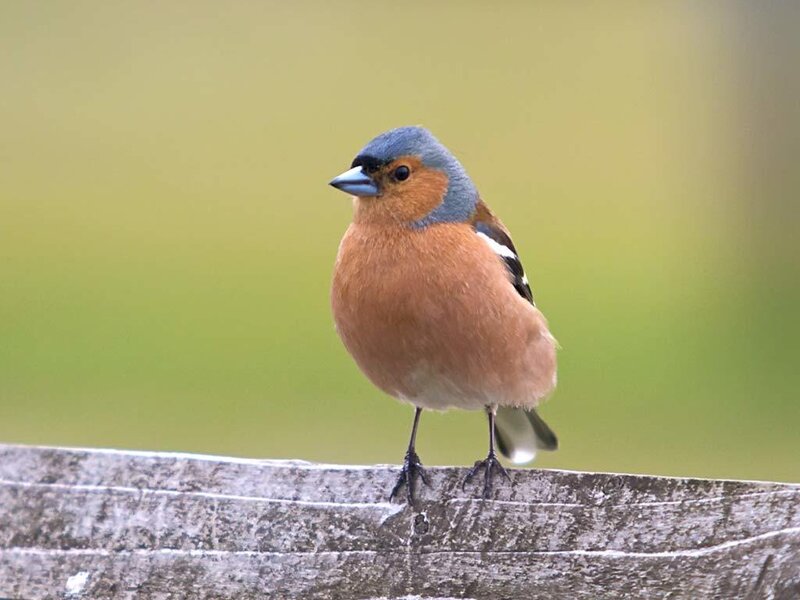Chaffinch Bird