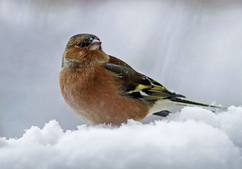 Chaffinch in Snow — Brown