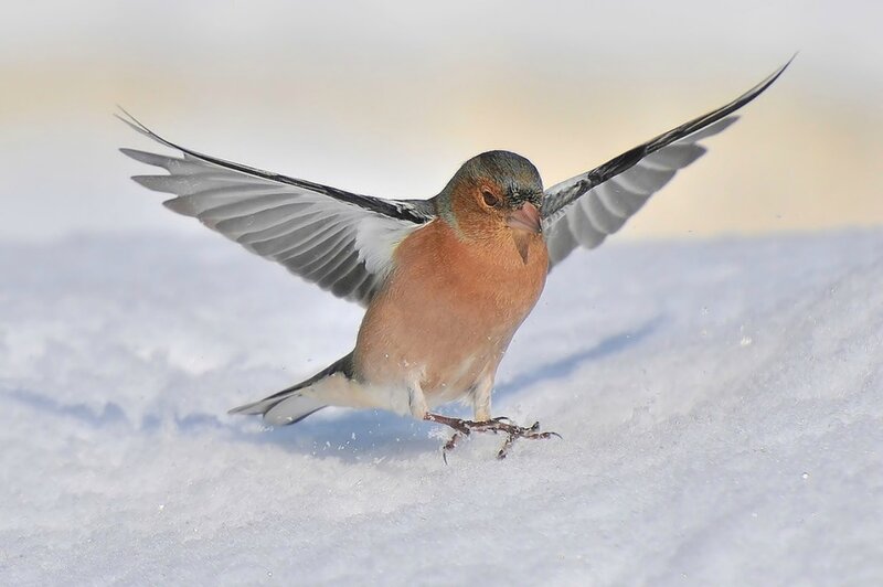 Chaffinch in Snow