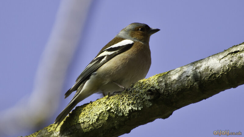 Chaffinch on a Branch — Blue