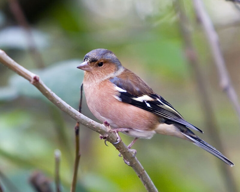 Chaffinch on a Branch — Brown