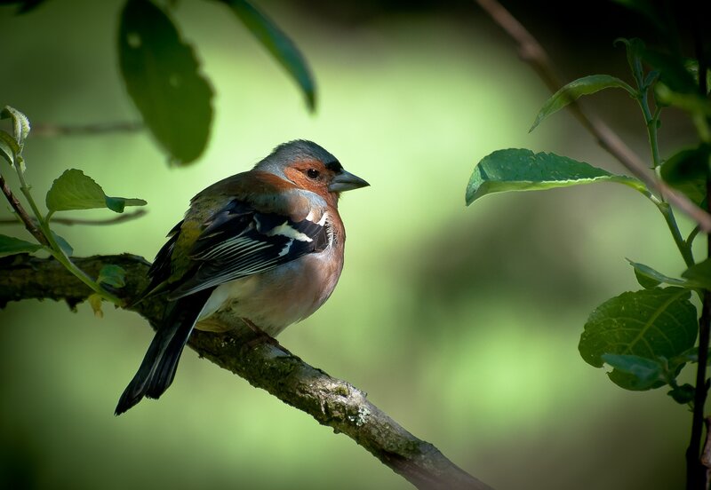 Chaffinch on a Branch — Green