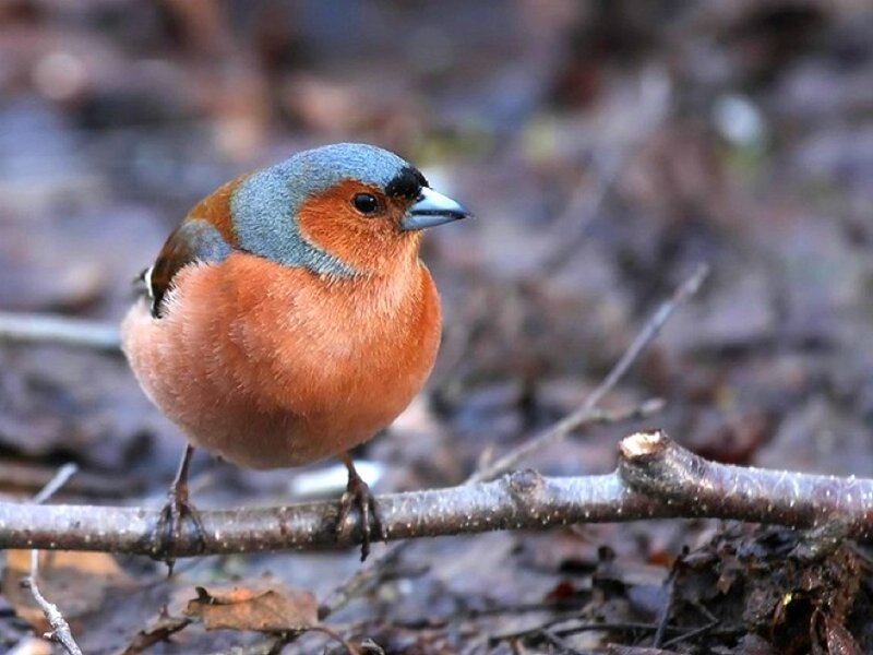 chaffinch on a branch