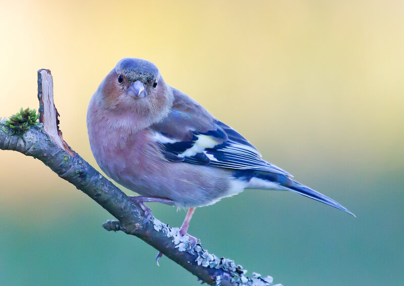 Chaffinch on a Branch — Yellow