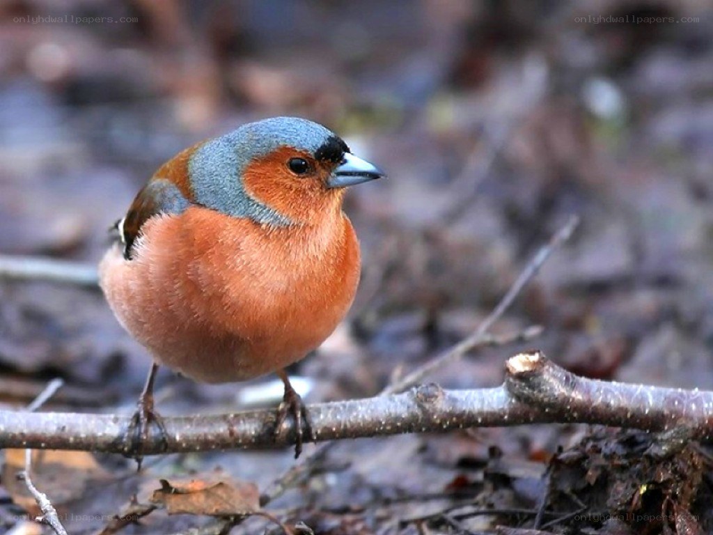 chaffinch on a branch