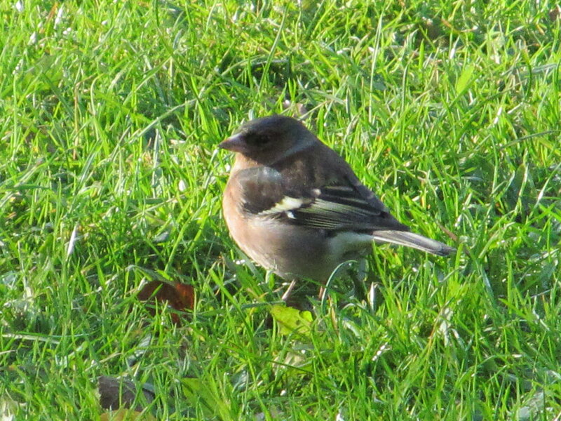Chaffinch on Grass — Green
