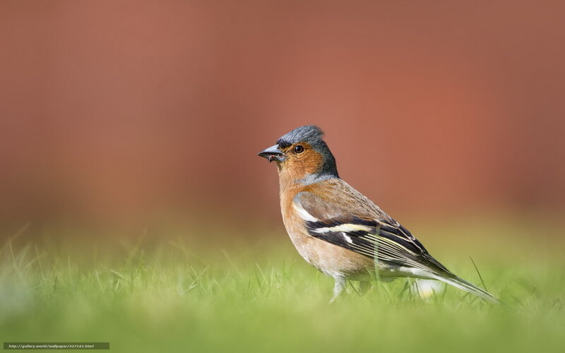 chaffinch on green grass