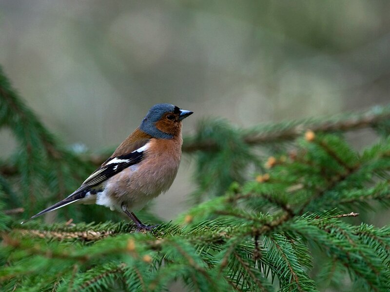 Chaffinch on Pine Branch