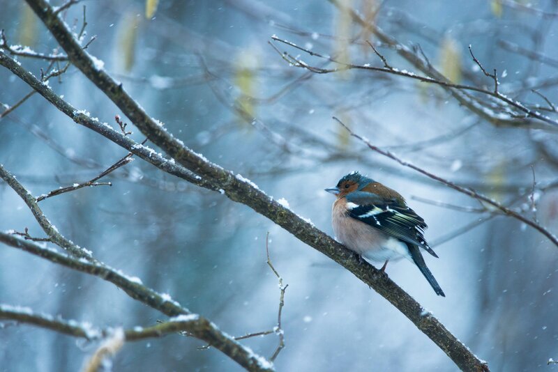 Chaffinch on Snowy Branch