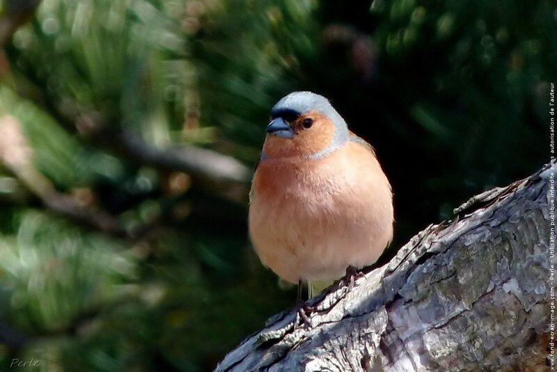 Chaffinch on Tree Branch
