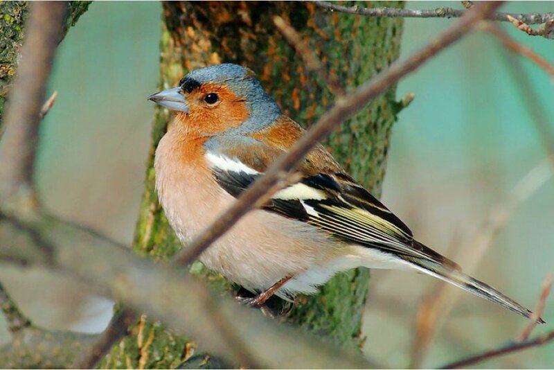 chaffinch perched on a branch