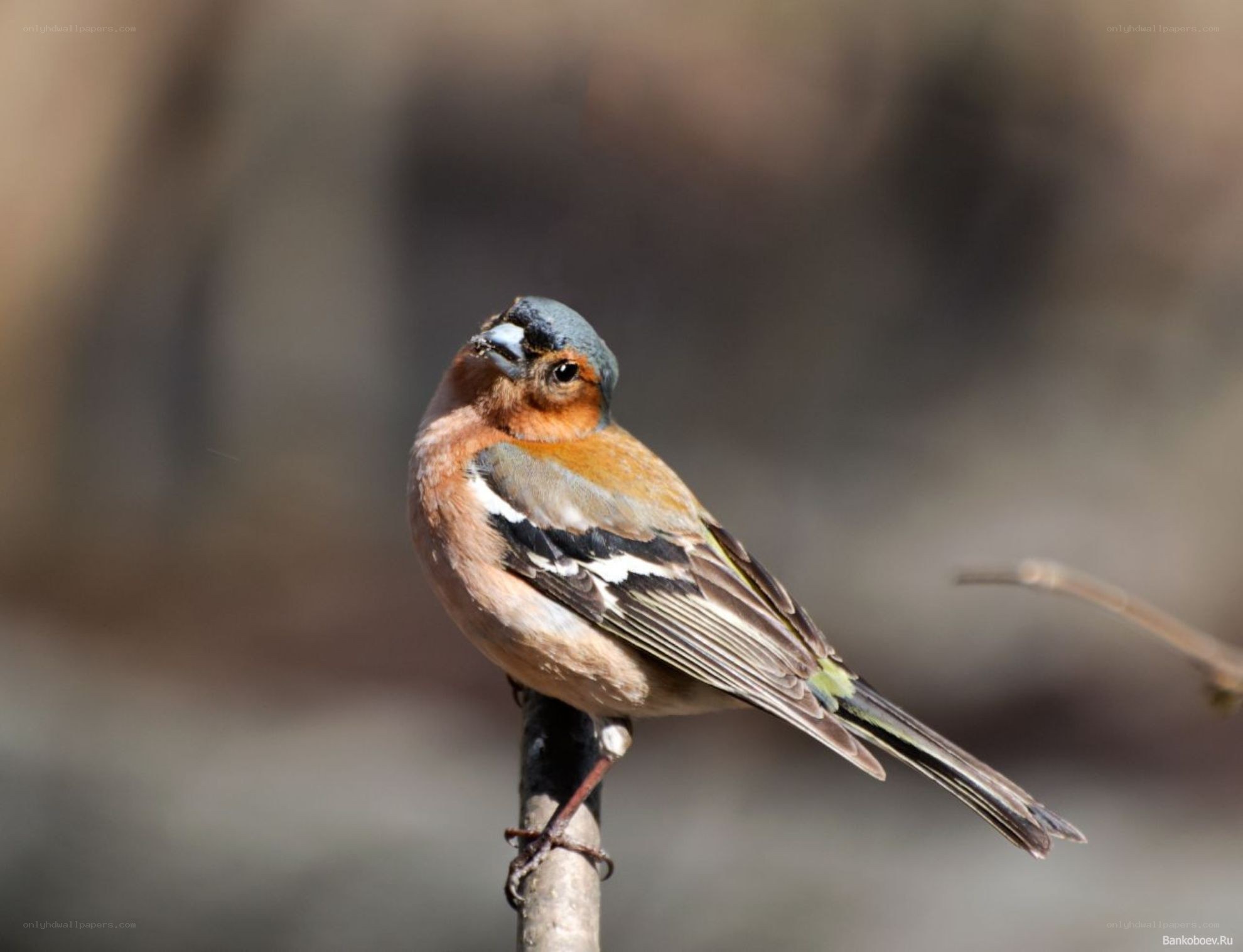 chaffinch perched on a branch