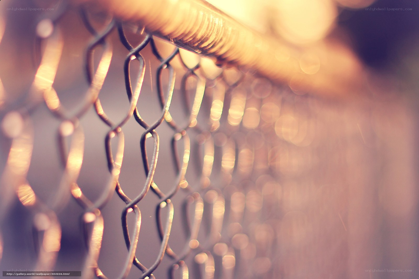 chain-link fence in golden light