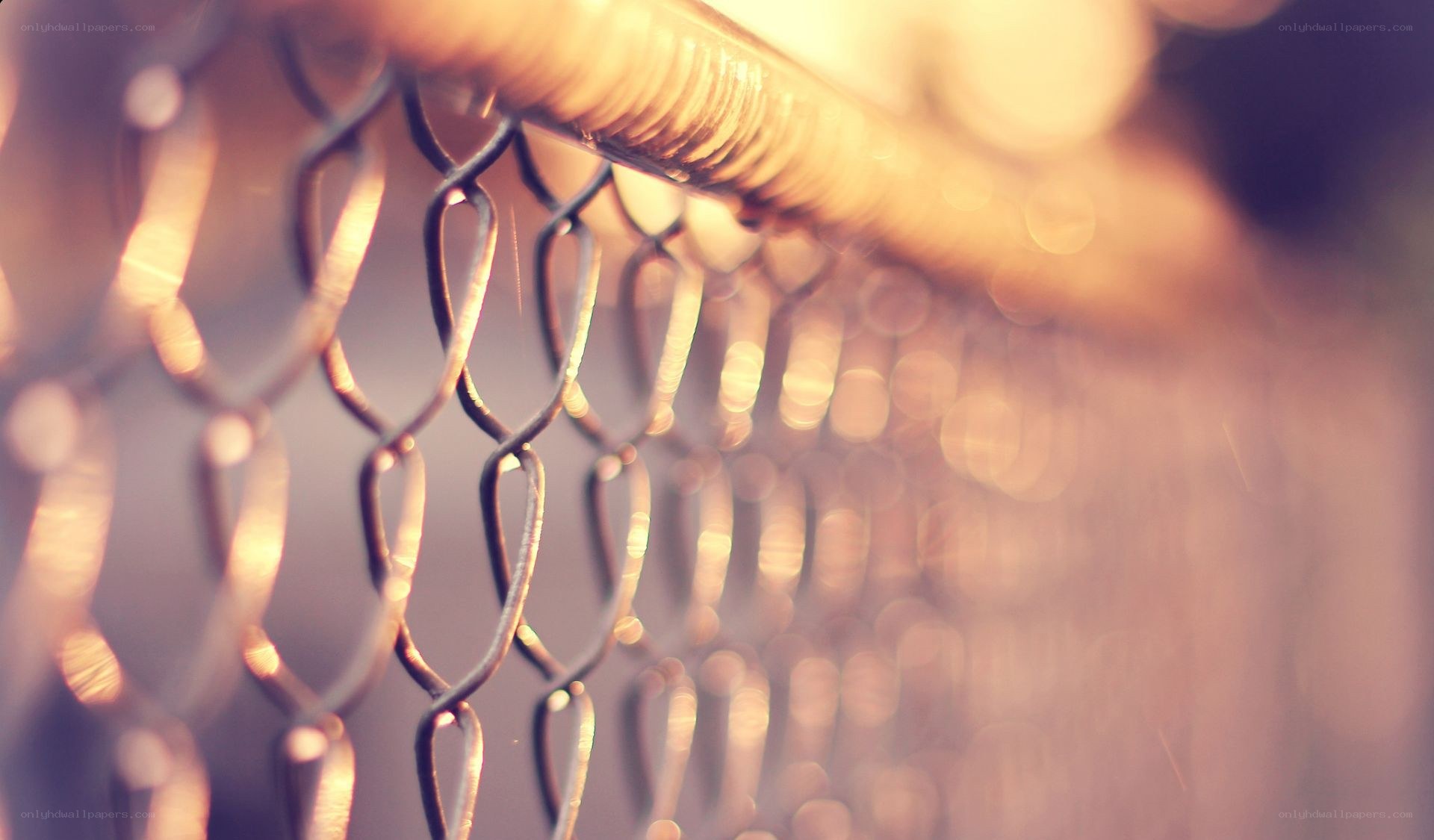 chain-link fence in warm light