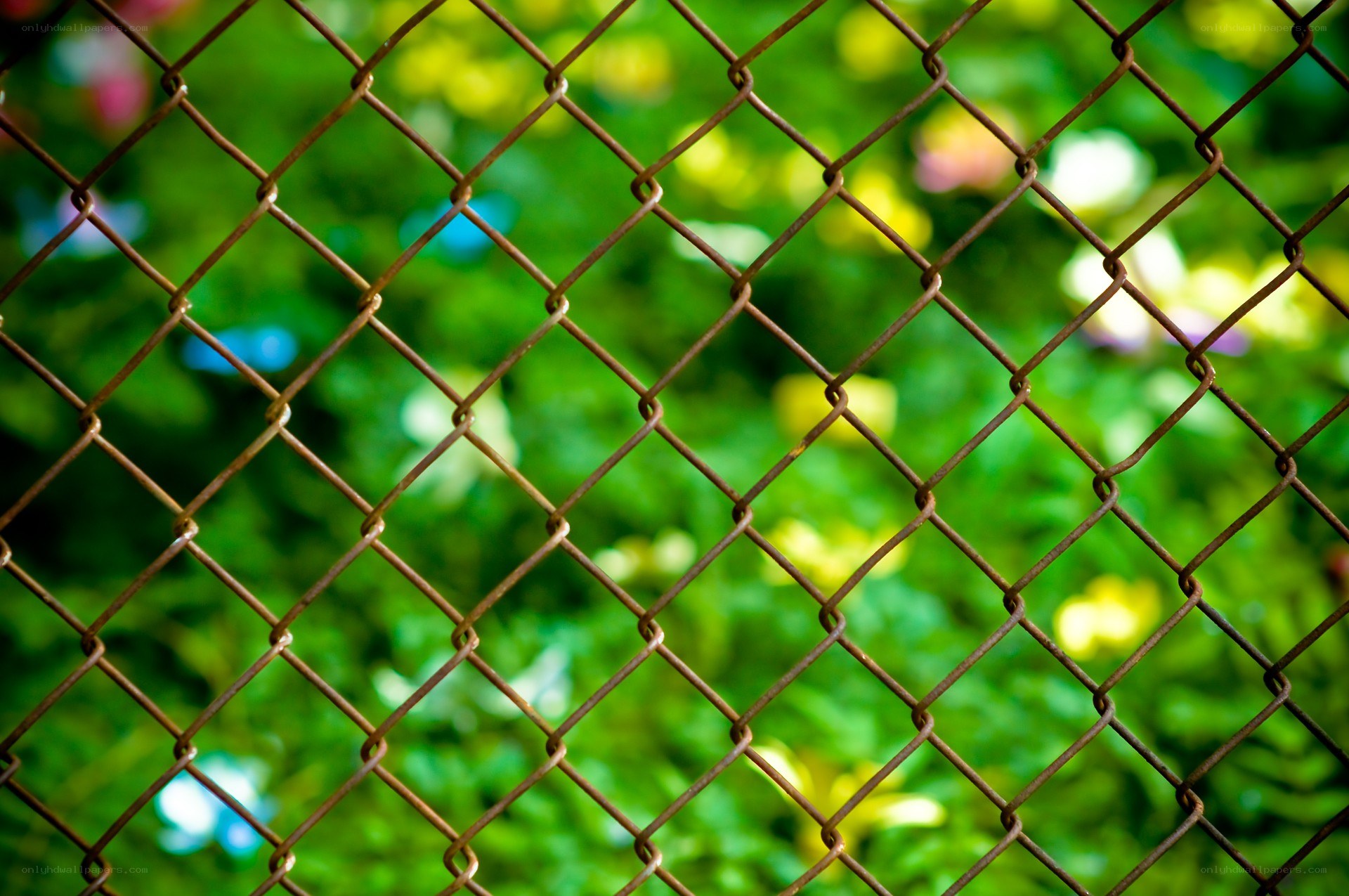 chain-link fence with green background