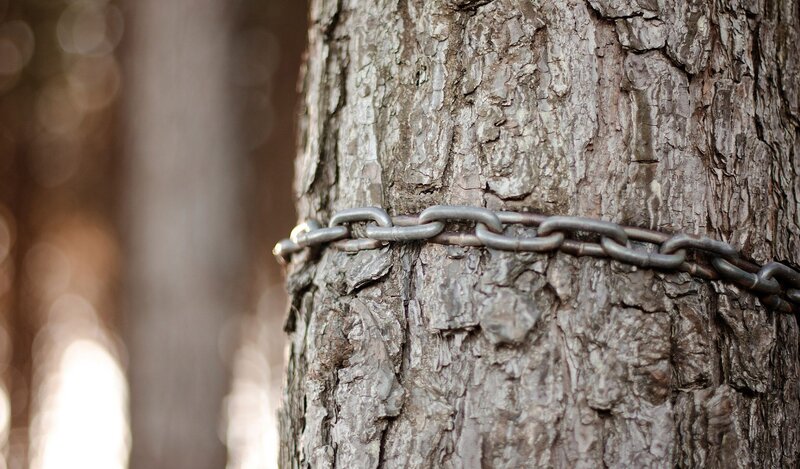 Chain wrapped around tree trunk