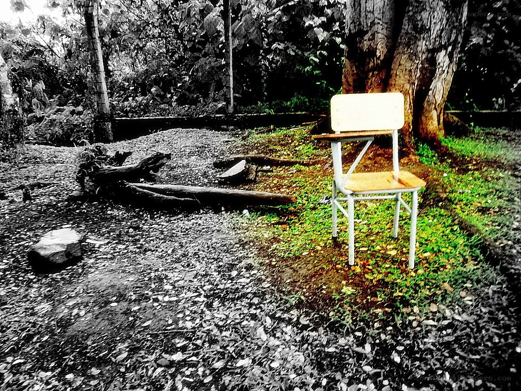 Chair in a forest clearing