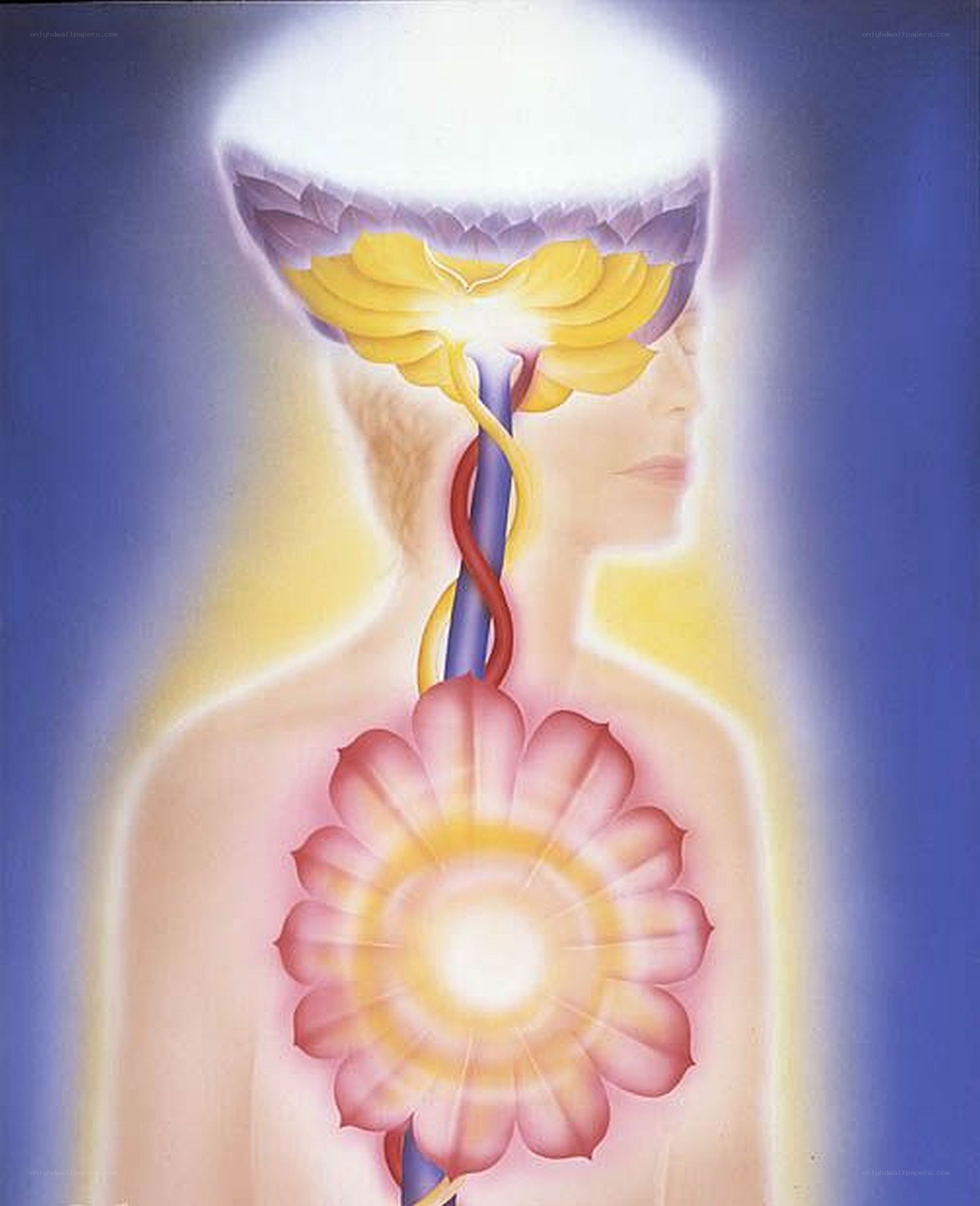 Chakras and energy flow