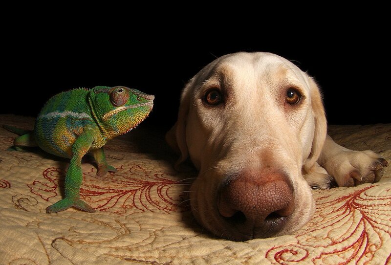 Chameleon and Dog