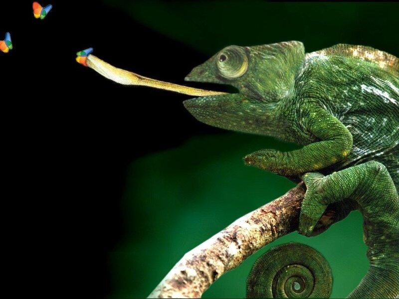 Chameleon catching a butterfly