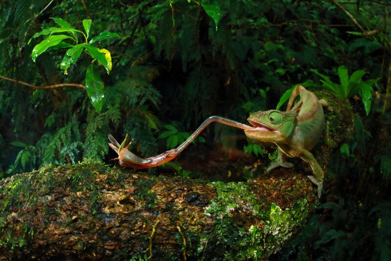 Chameleon Catching Insect — Green
