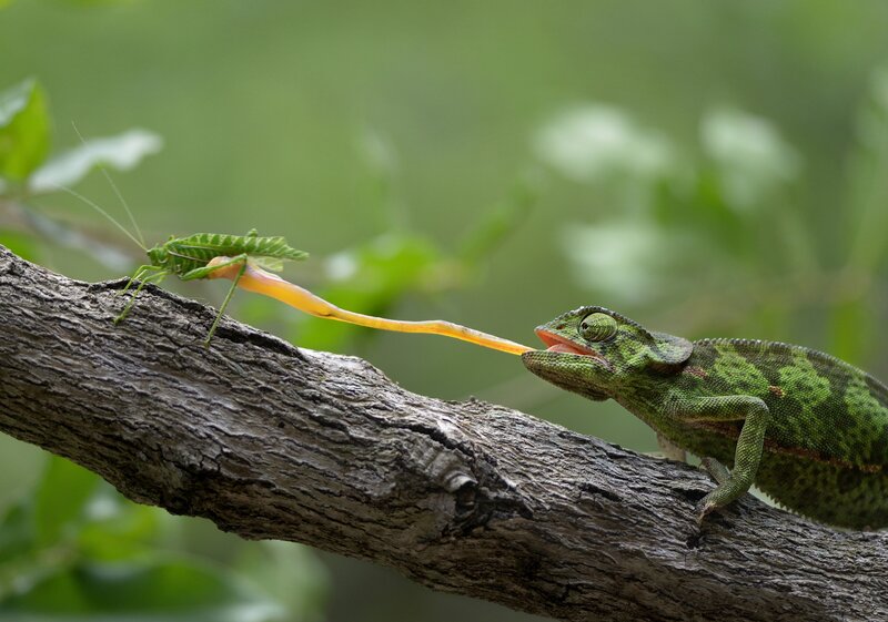 Chameleon Catching Insect