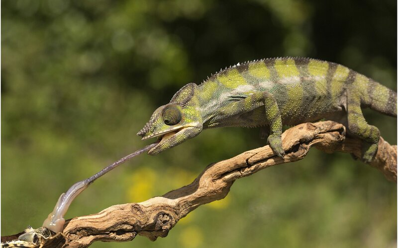Chameleon catching prey
