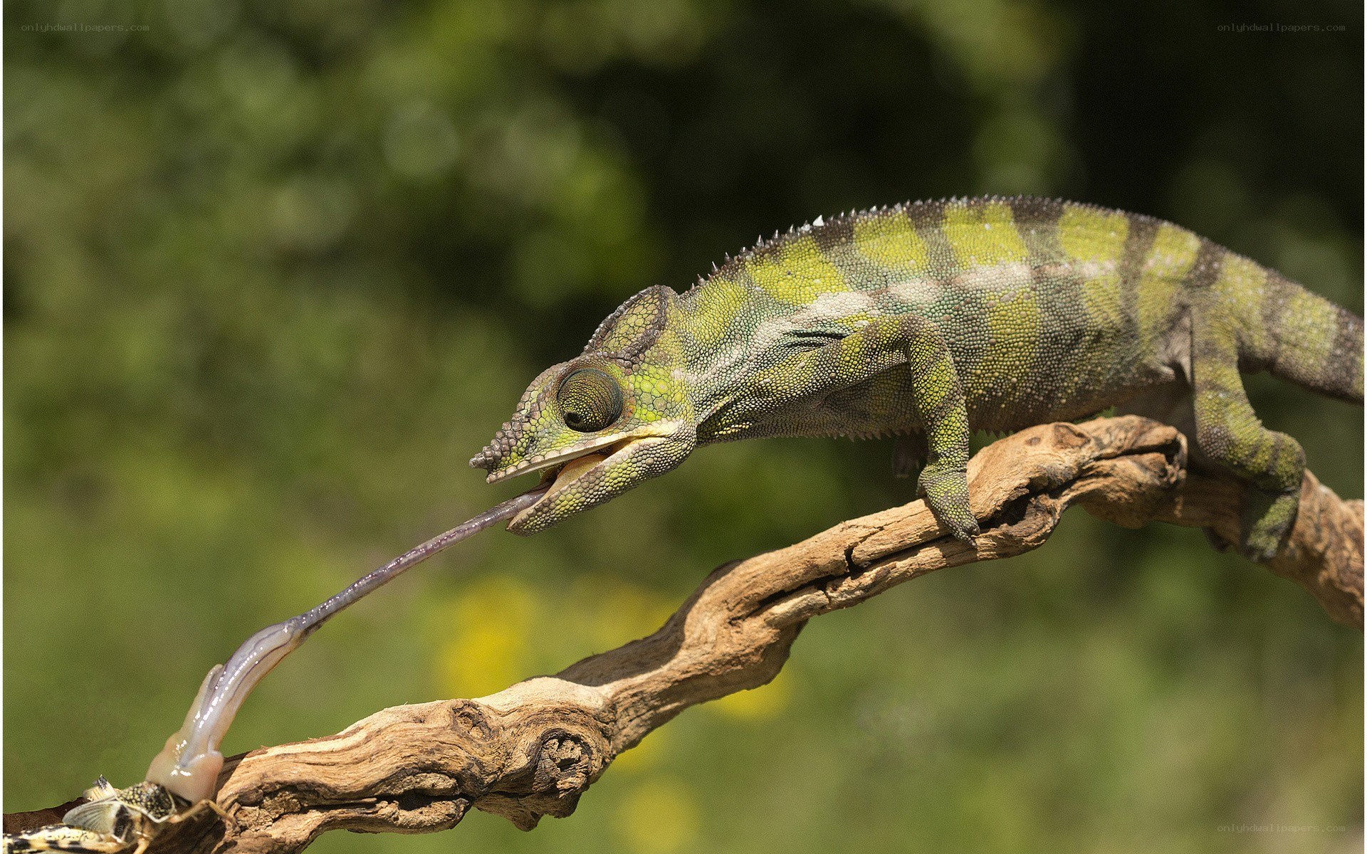 Chameleon catching prey