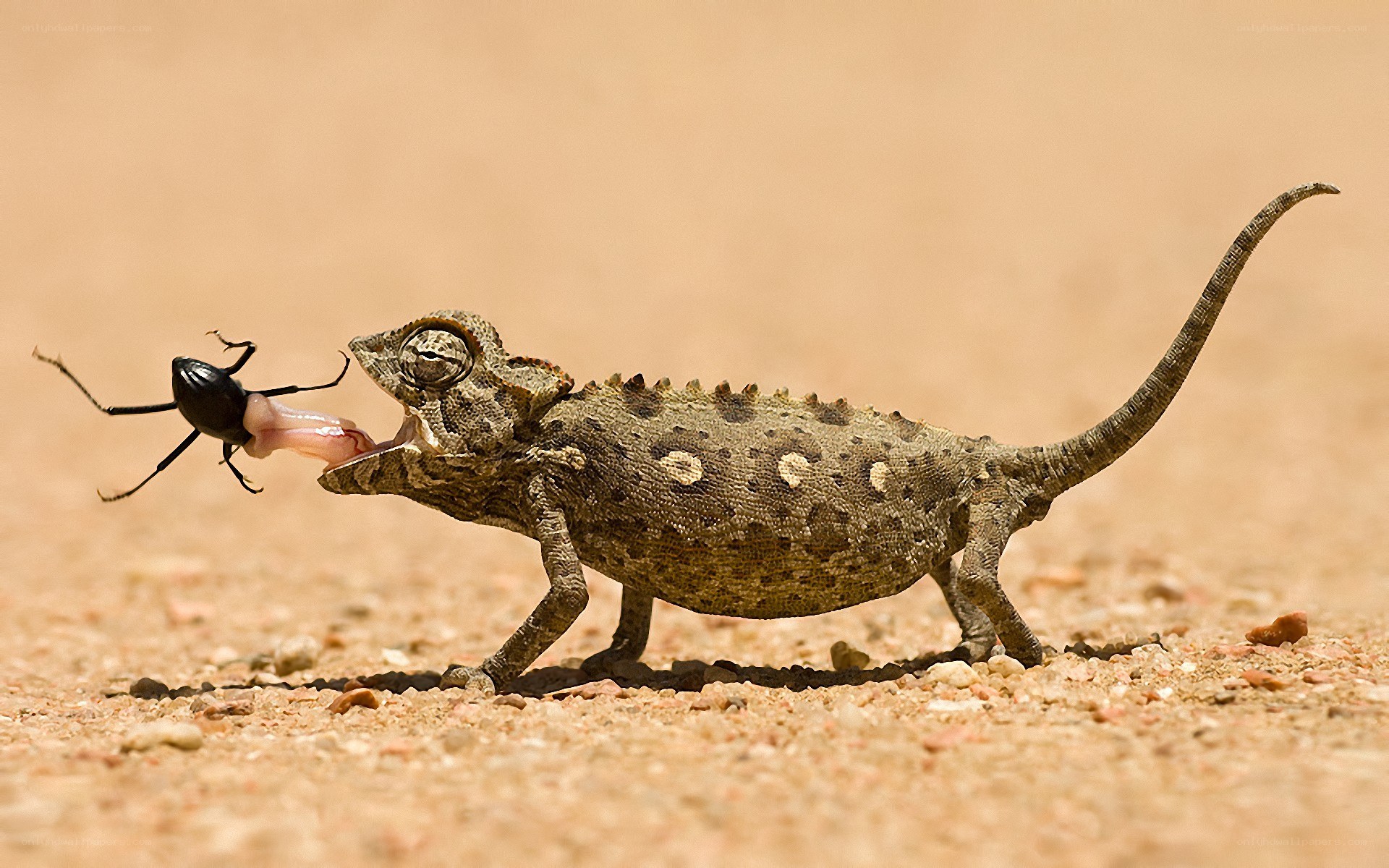 Chameleon eating a beetle