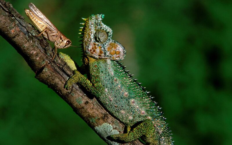 Chameleon eating grasshopper