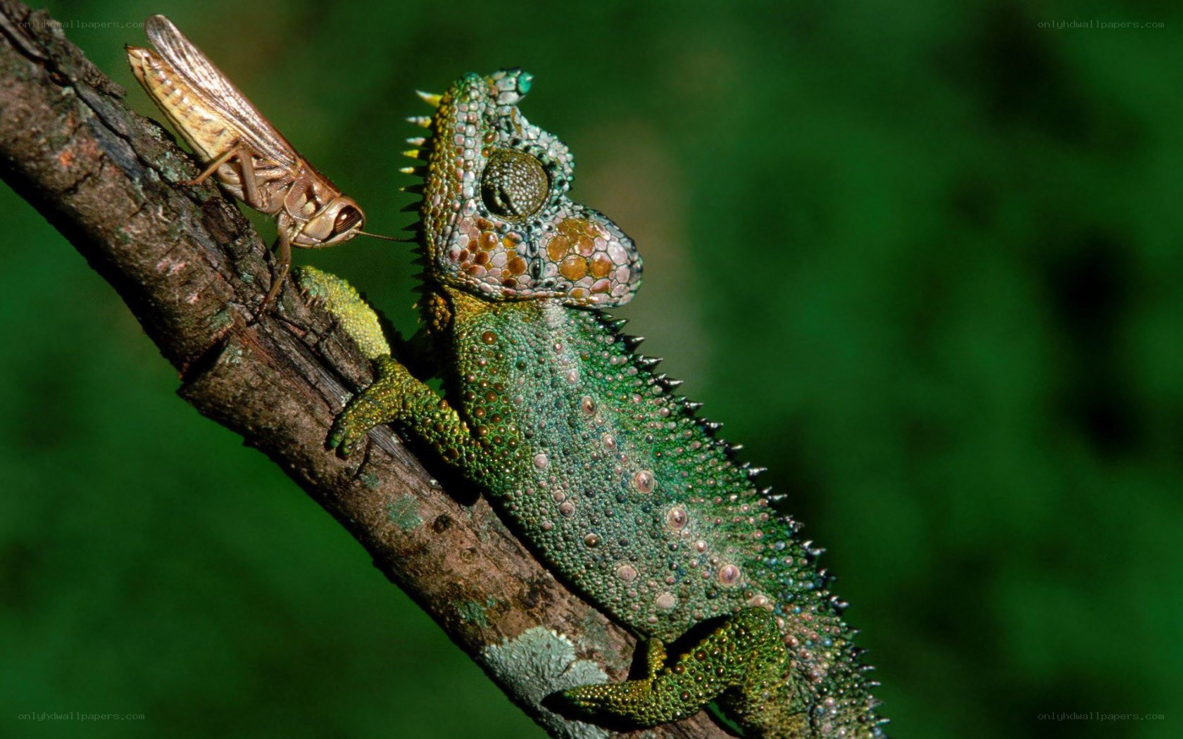 Chameleon eating grasshopper