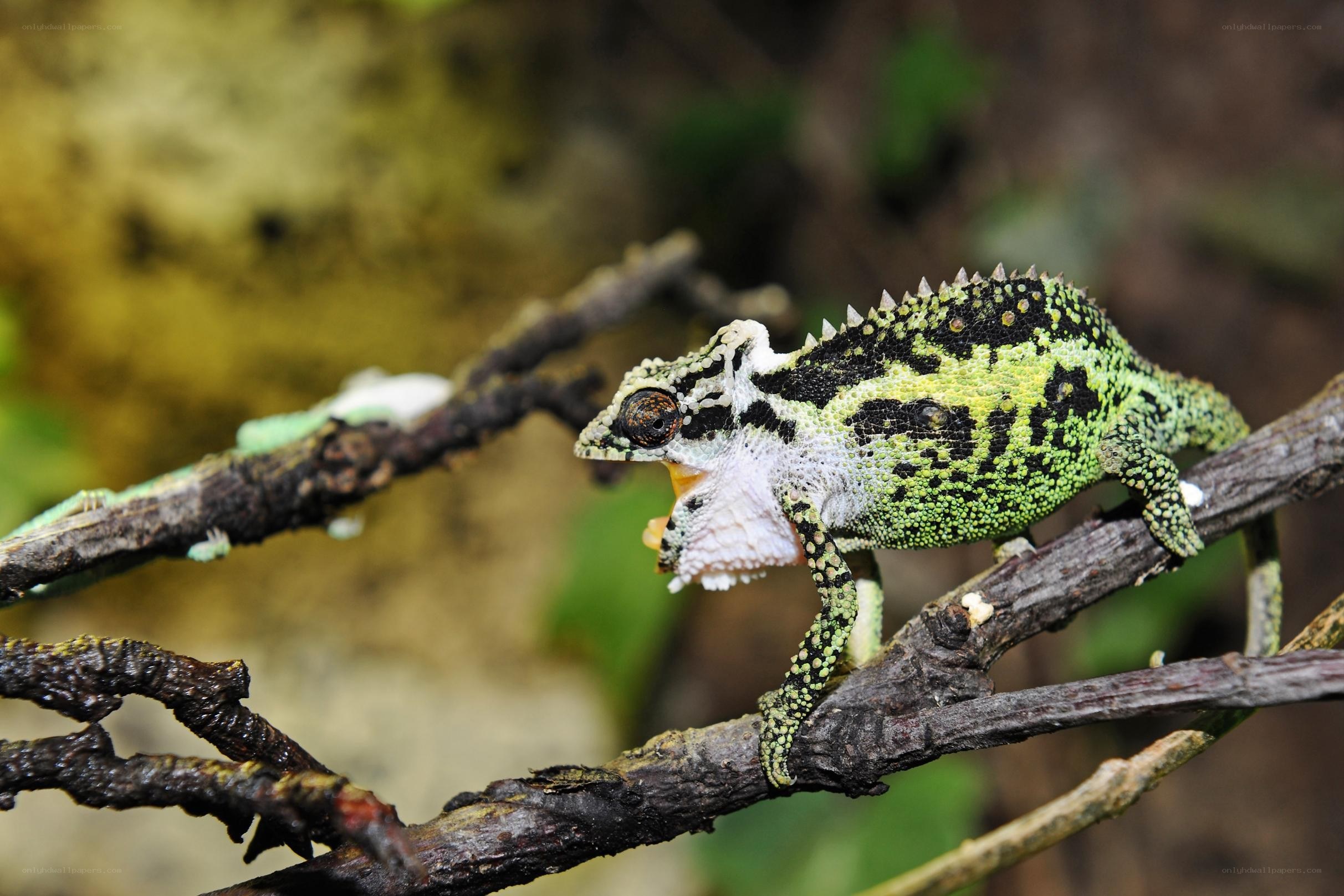 chameleon eating prey