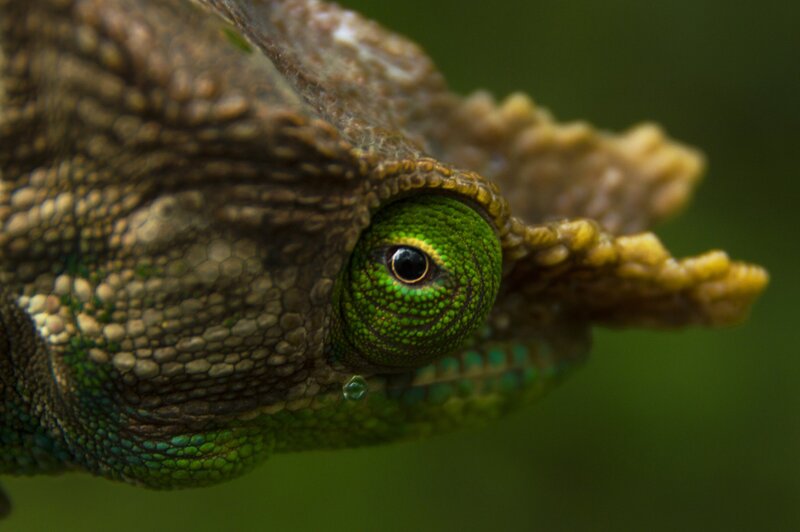 Chameleon Eye Close-up — Green