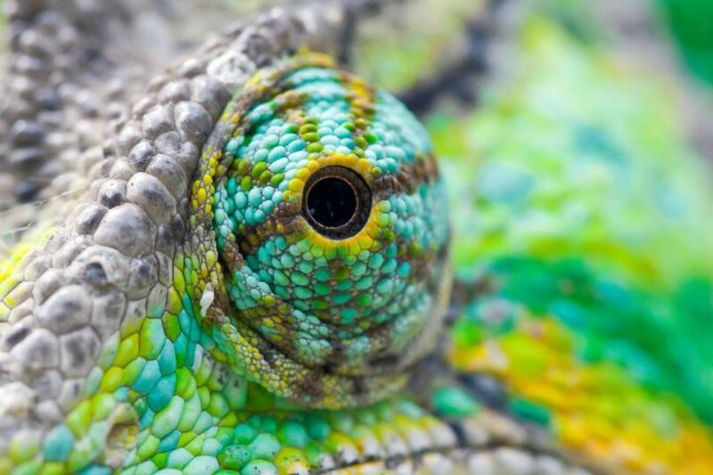 Chameleon Eye Close-up