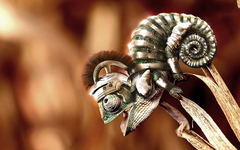 chameleon gladiator on branch