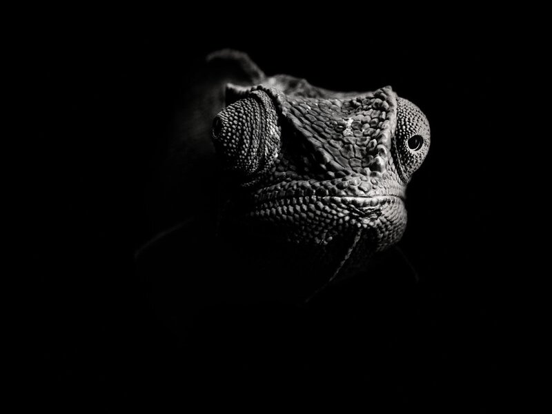 Chameleon Head — Black, Dramatic, Photograph, Eyes