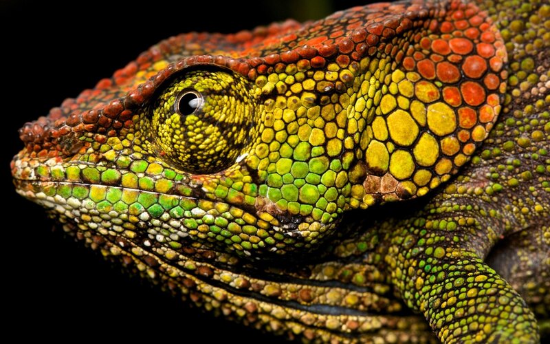 Chameleon Head Close-up — Green