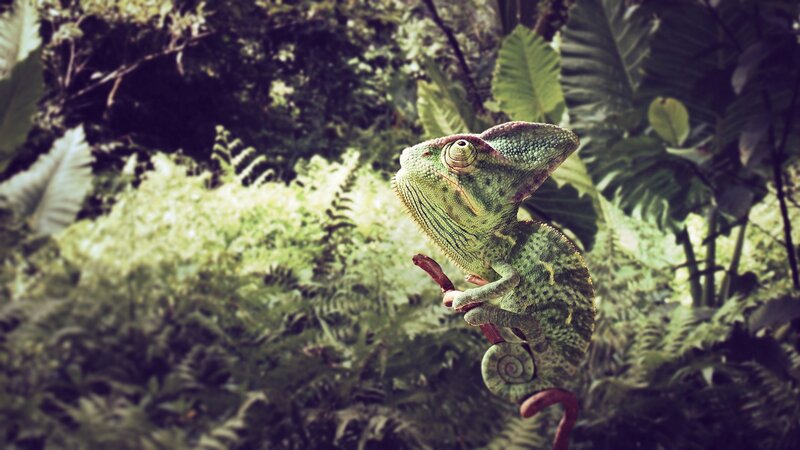 Chameleon in a lush forest