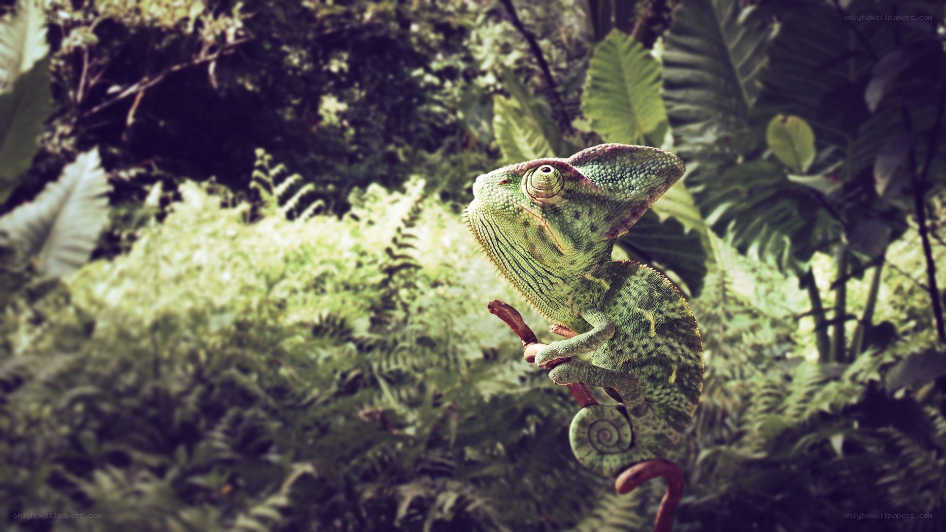 Chameleon in a lush forest