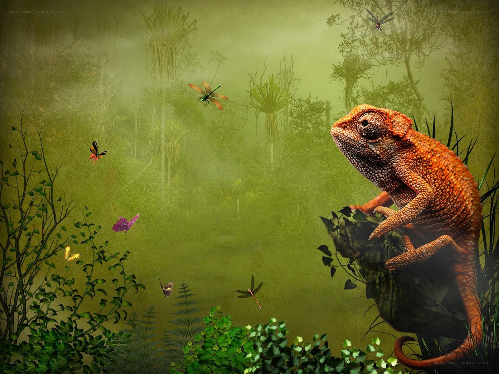 Chameleon in a misty forest