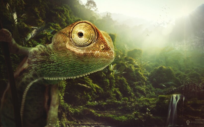 Chameleon in Jungle — Green, Serene
