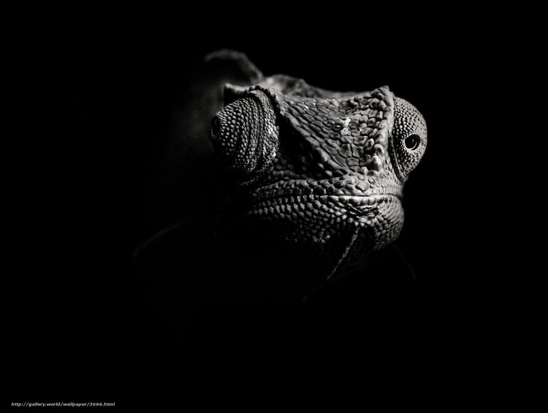 Chameleon in Monochrome
