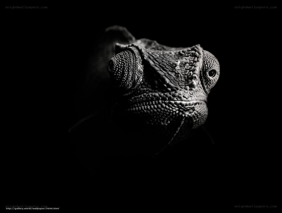 Chameleon in Monochrome